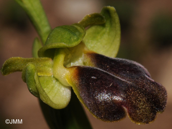 Ophrys obaesa
