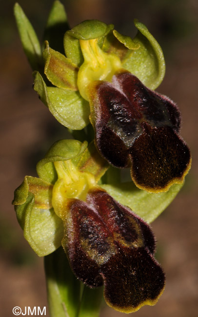 Ophrys obaesa