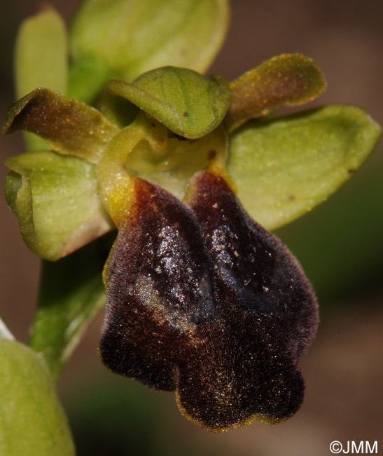 Ophrys obaesa