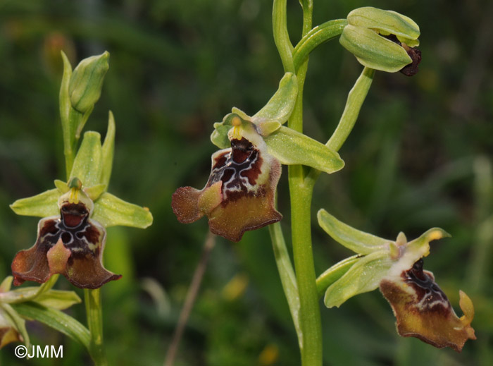 Ophrys oxyrrhynchos