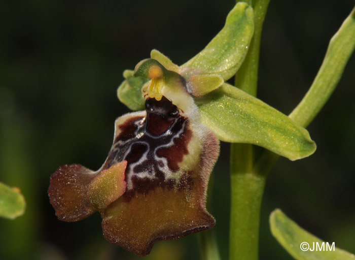 Ophrys oxyrrhynchos