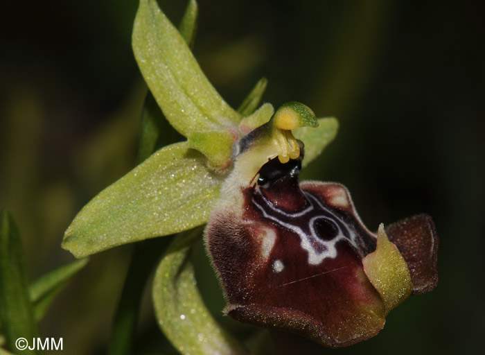 Ophrys oxyrrhynchos