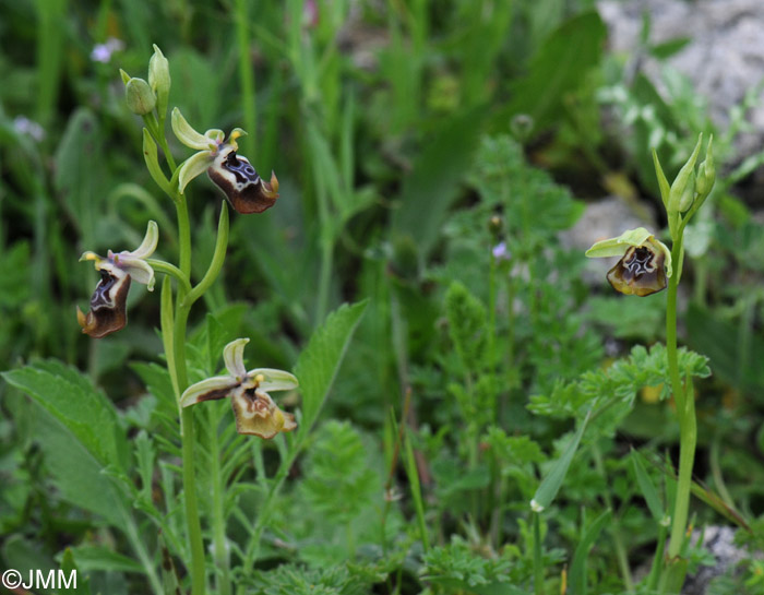 Ophrys oxyrrhynchos