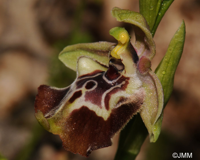 Ophrys oxyrrhynchos