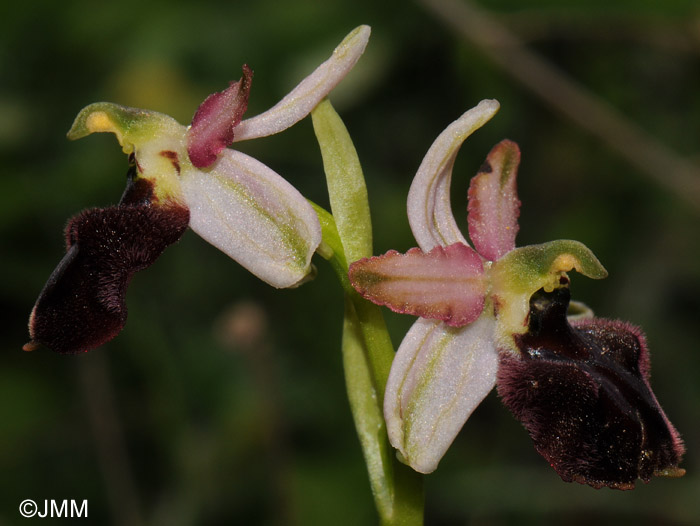 Ophrys panormitana