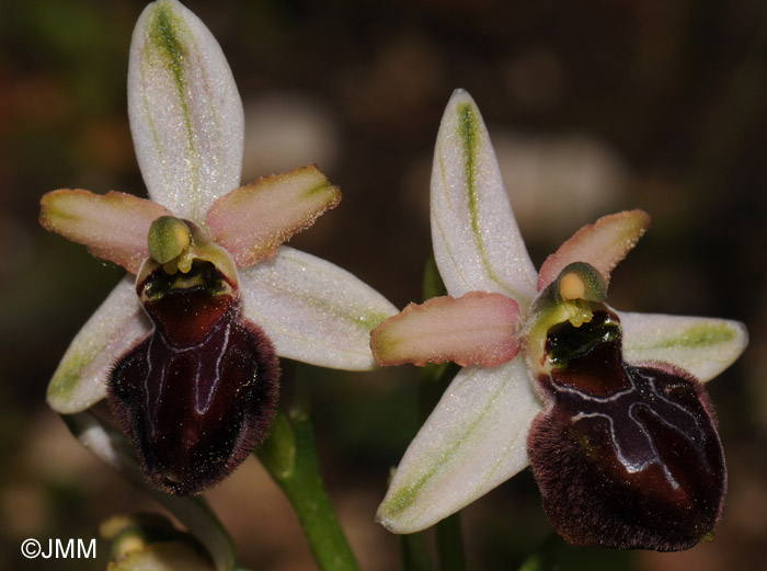 Ophrys panormitana