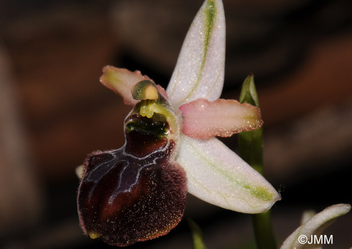 Ophrys panormitana