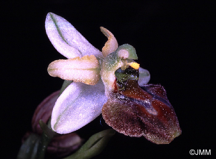 Ophrys panormitana