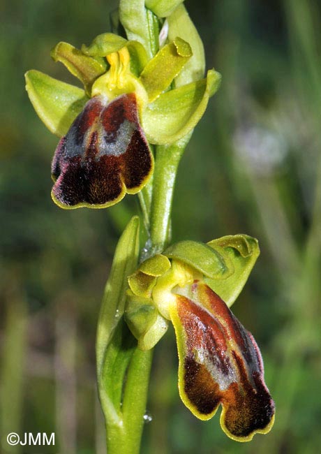Ophrys sabulosa