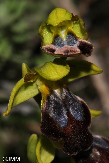 Ophrys sabulosa