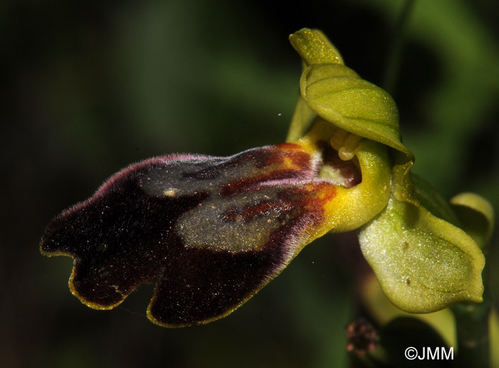 Ophrys sabulosa