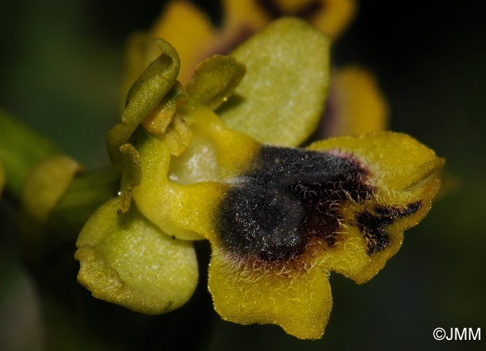 Ophrys sicula