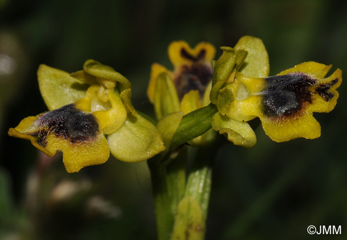 Ophrys sicula