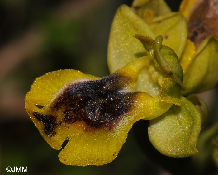 Ophrys sicula