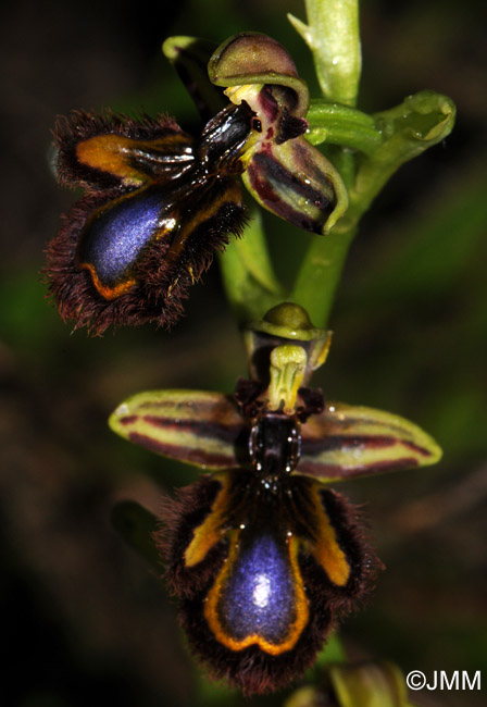 Ophrys speculum