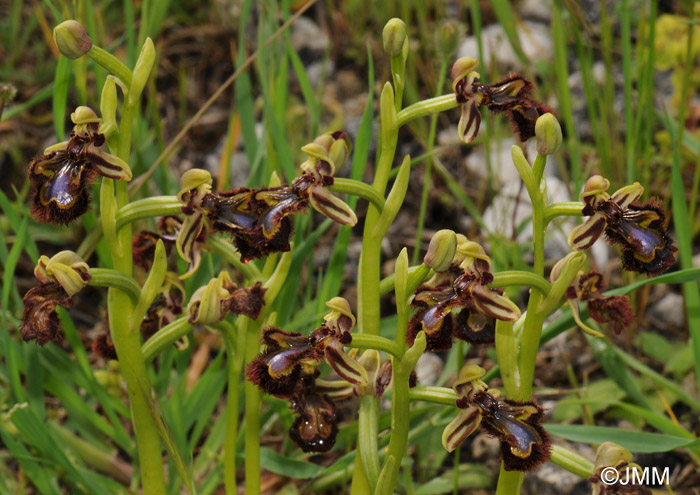 Ophrys speculum