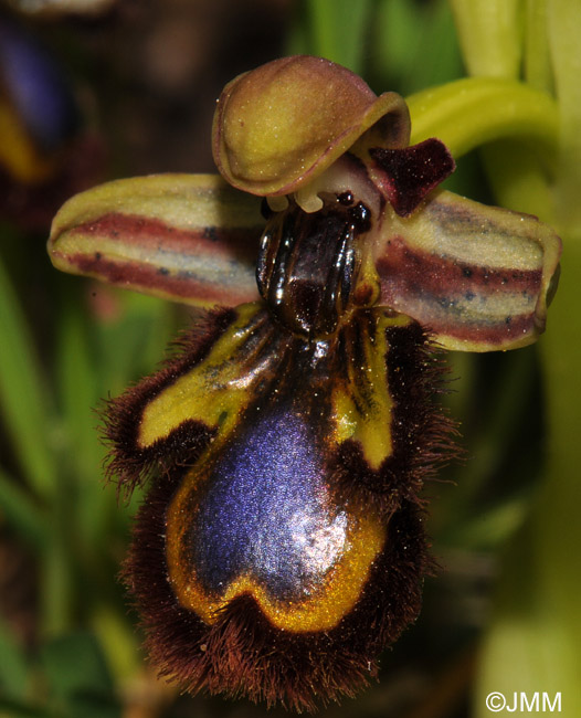 Ophrys speculum