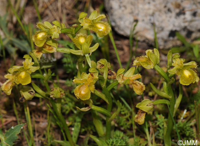 Ophrys speculum hypochrome