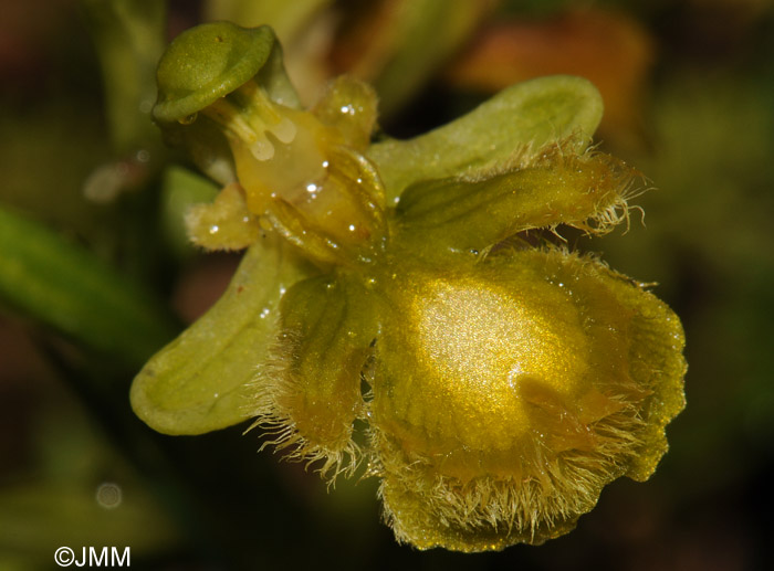 Ophrys speculum hypochrome