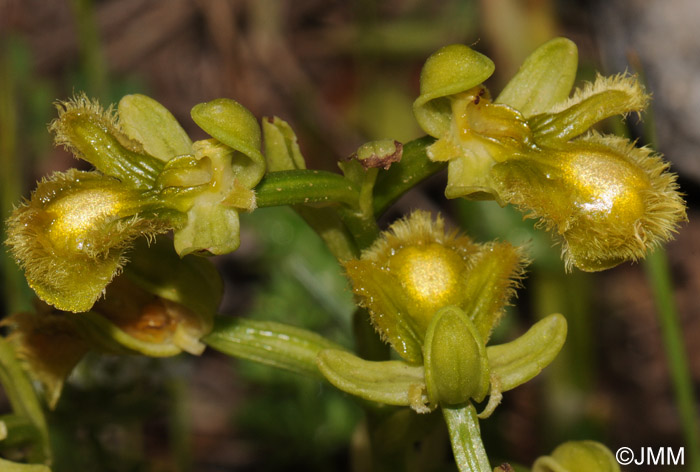 Ophrys speculum hypochrome