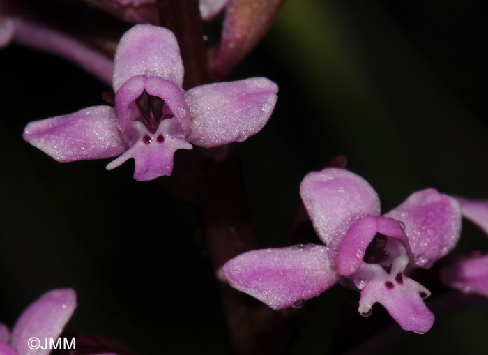 Orchis brancifortii