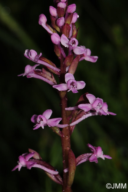 Orchis brancifortii