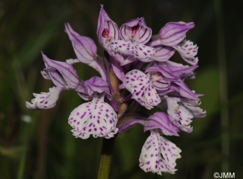 Orchis commutata