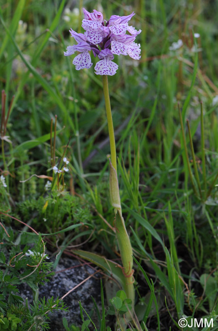 Orchis commutata