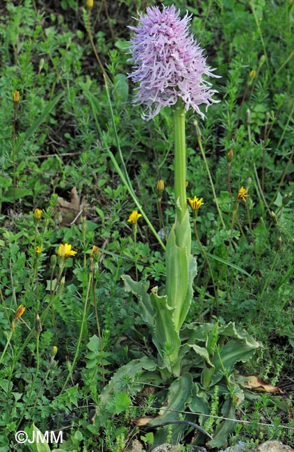 Orchis italica