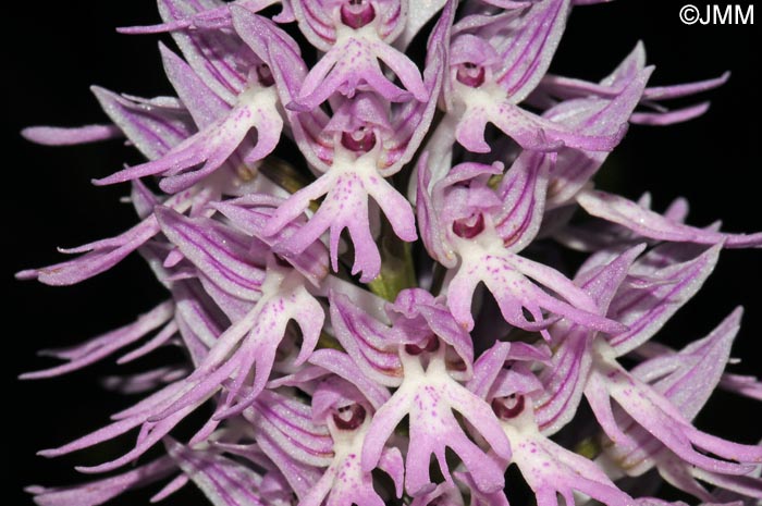 Orchis italica