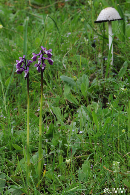 Orchis longicornu