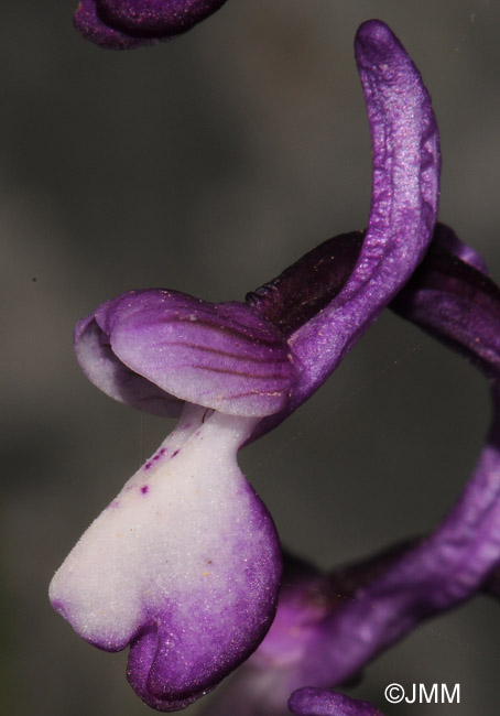 Orchis longicornu