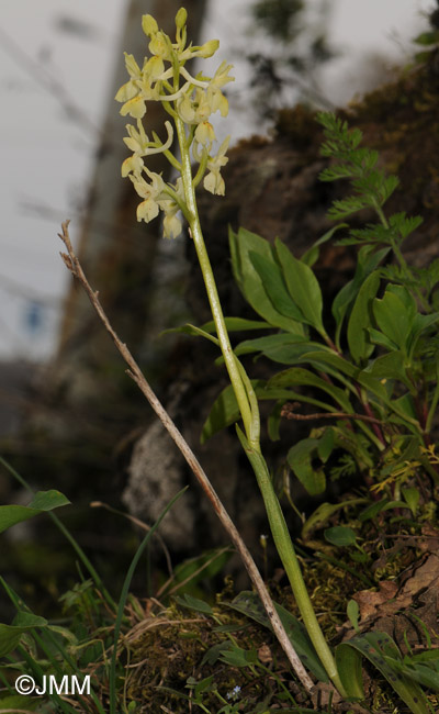 Orchis provincialis