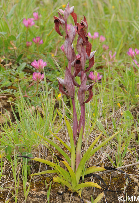 Serapias orientalis var. siciliensis