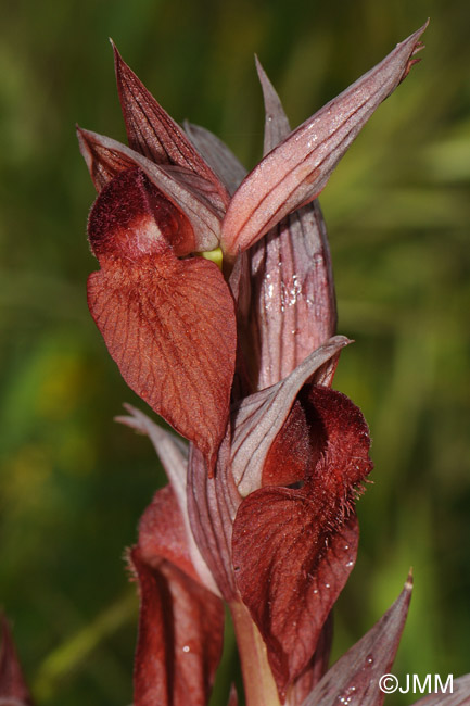 Serapias orientalis var. siciliensis