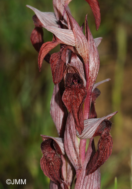 Serapias orientalis var. siciliensis