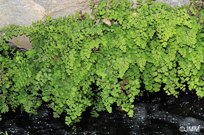 Adiantum capillus-veneris