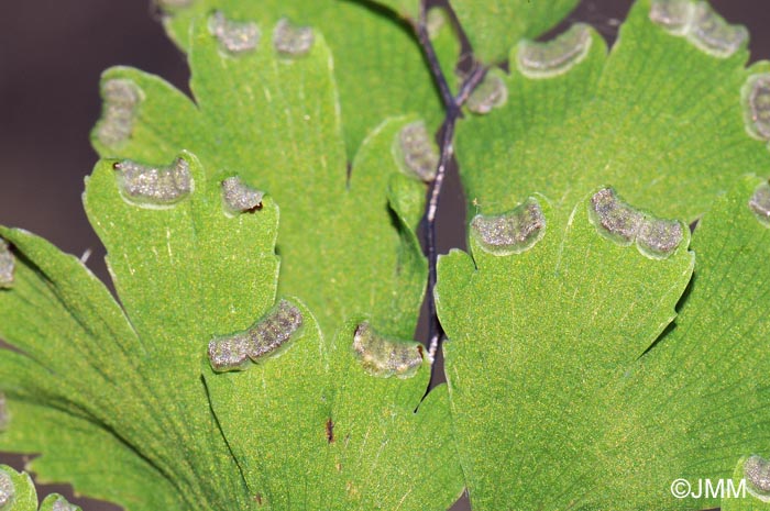 Adiantum capillus-veneris