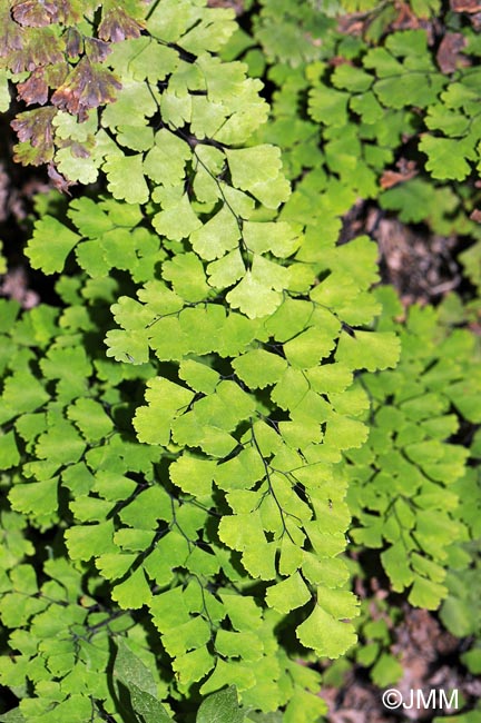 Adiantum capillus-veneris