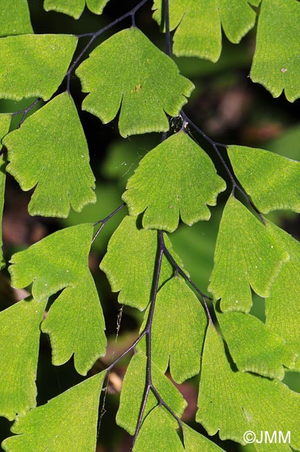 Adiantum capillus-veneris