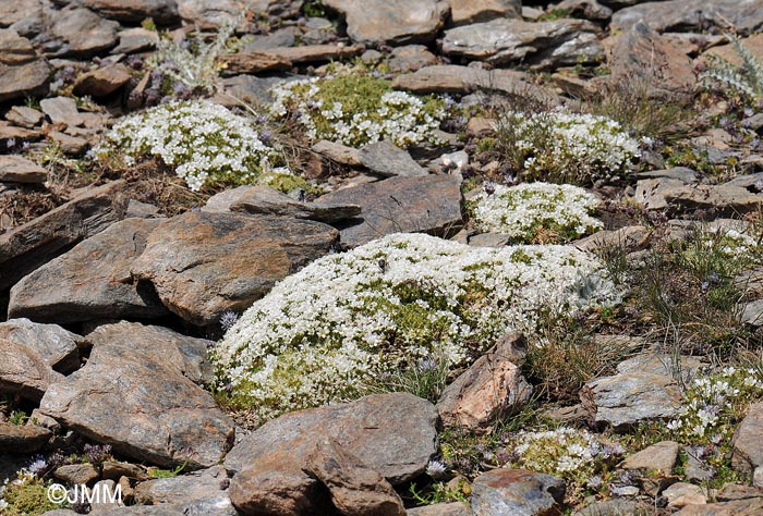 Arenaria imbricata