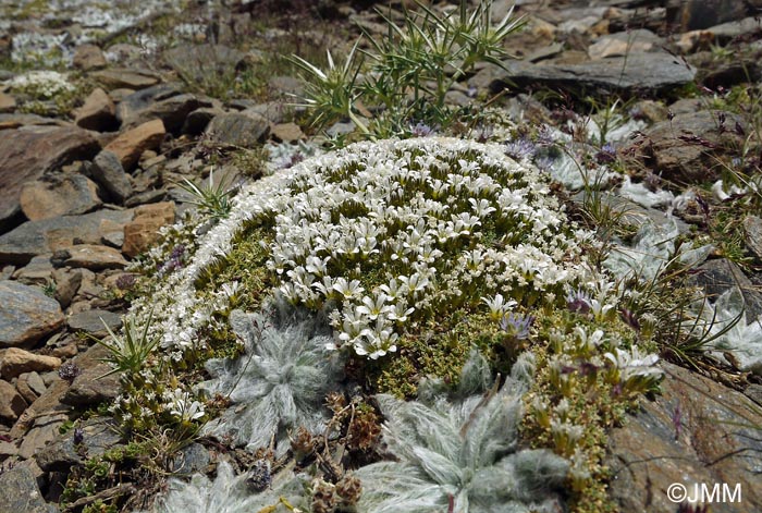 Plantago nivalis & Arenaria imbricata