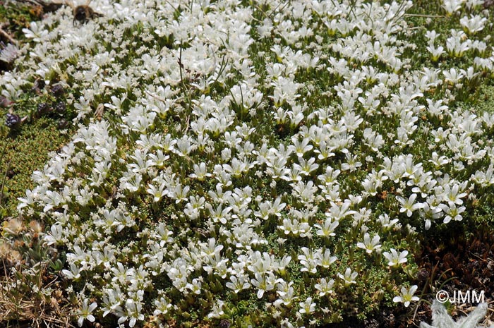 Arenaria imbricata