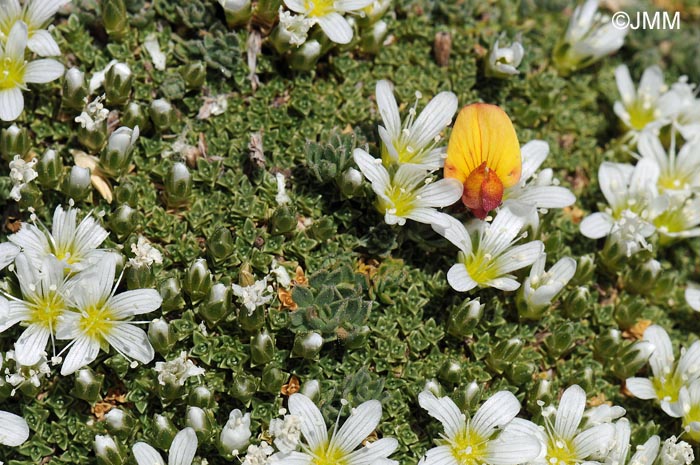 Arenaria imbricata