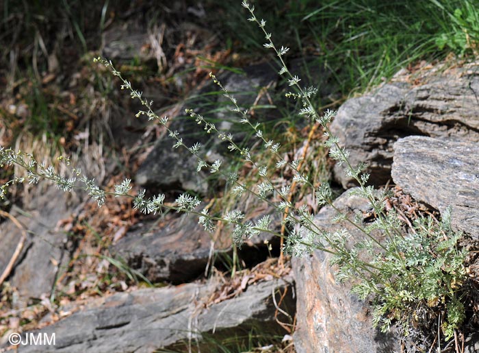 Artemisia absinthium