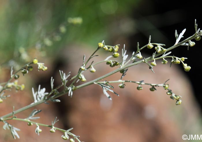 Artemisia absinthium