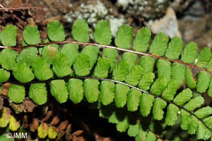 Asplenium trichomanes