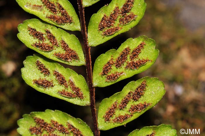 Asplenium trichomanes