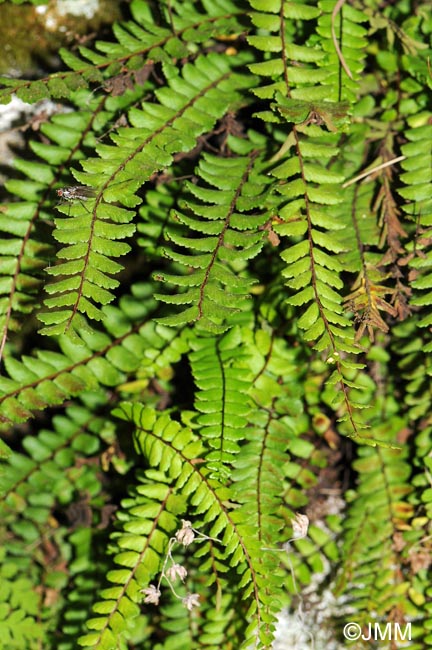 Asplenium trichomanes