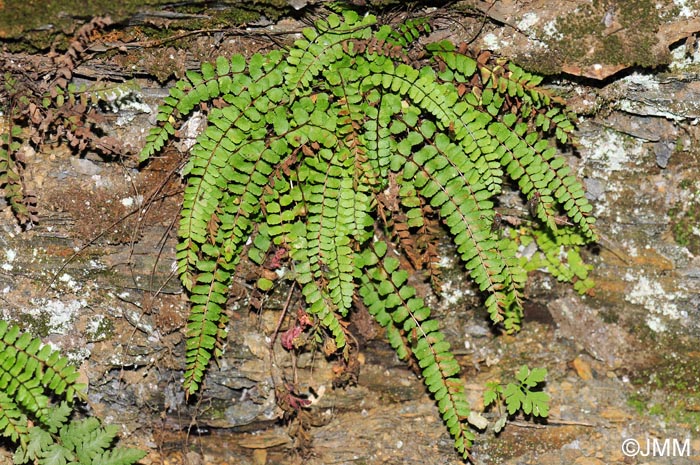 Asplenium trichomanes